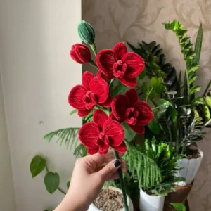 single-orchids-redromantica