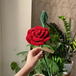 single-rose-red-romantica